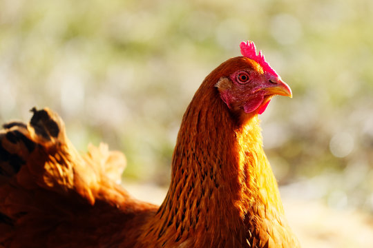 braunes huhn in der sonne