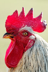 kopf portr&auml;t vom hahn