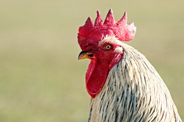 hahn nah © Superingo