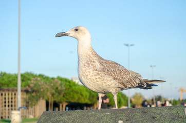Seagull at The Seaside
