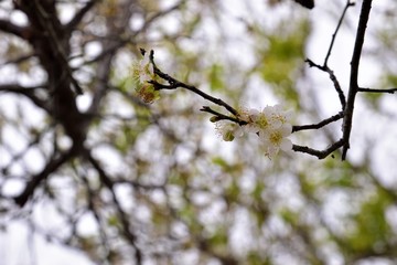 Plum flower tree in the garden, spring bloom.