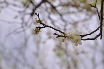 Plum flower tree in the garden, spring bloom.