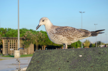 Seagull at The Seaside
