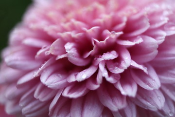 closeup of pink dahlia