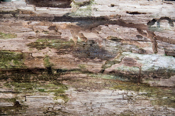 Old wooden brown green wall