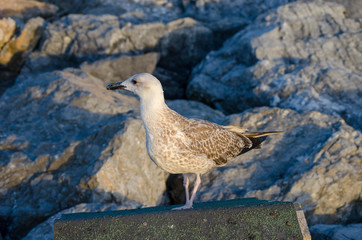 Seagull at The Seaside