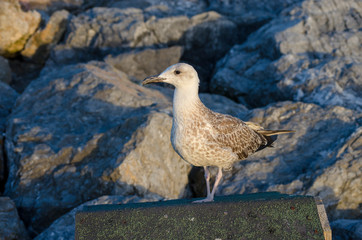 Seagull at The Seaside