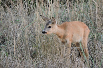 A young fawn standing in dry grass observing the surroundings and listening to noises © E-lona