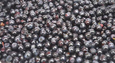 Bilberry textured  background Vaccinium myrtillus is a species of shrub with edible fruit of blue color, commonly called bilberry, whortleberry or European blueberry