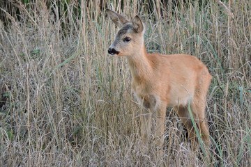 A young fawn standing in dry grass observing the surroundings and listening to noises © E-lona