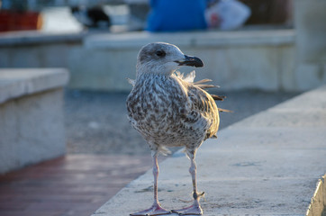 Seagull at The Seaside