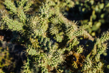 Freeman Homestead Nature Trail, Saguaro National Park, Arizona, United States