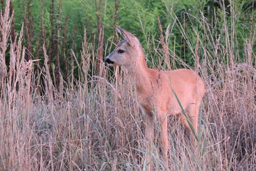 A young fawn standing in dry grass observing the surroundings and listening to noises