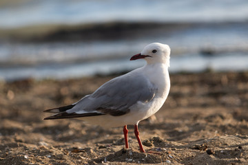 Naklejka premium Bird on the beach