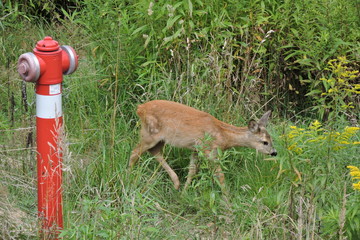 A young fawn in motion © E-lona