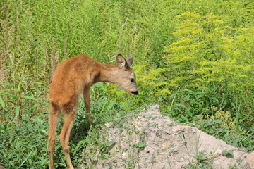 A young fawn standing on a heap of dirt © E-lona