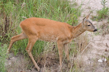A roe deer in motion © E-lona