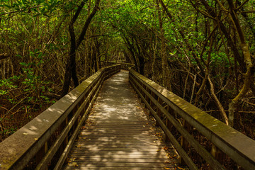 West Lake Trail, Everglades National Park, Florida, United States