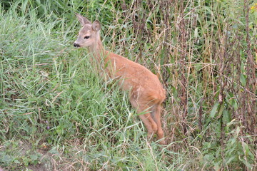 A fawn standing in green grass observing the surroundings