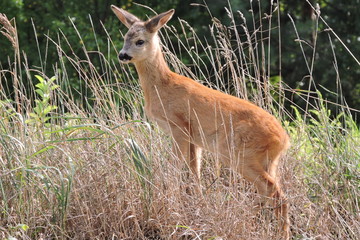 A young fawn standing in dry grass observing the surroundings and listening to noises © E-lona