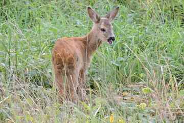 Obraz premium A young fawn standing in green grass and eating