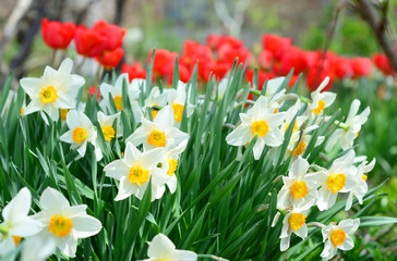 Narcissus with red tulips flowers on spring flowerbed. Narcissus flower also known as daffodil, daffadowndilly, narcissus, and jonquil.