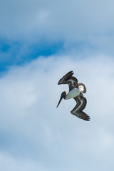 Braunpelikan (Pelecanus occidentalis)