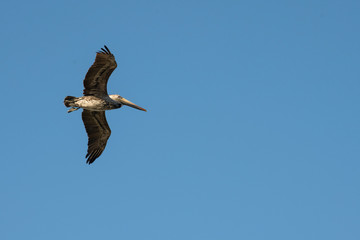 Braunpelikan (Pelecanus occidentalis)