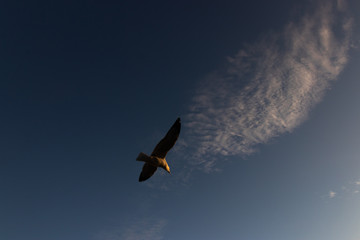 Bird in sunset sky