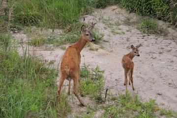 A roe deer and its young fawn © E-lona