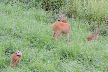 A roe deer and its young twin fawns in green grass