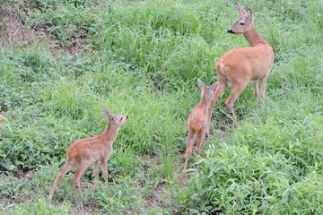 A roe deer and its young twin fawns in green grass © E-lona