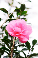 ピンクの花　山茶花