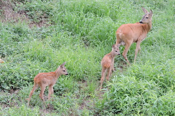 A roe deer and its young twin fawns in green grass © E-lona