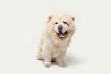 Fluffy white chow chow dog