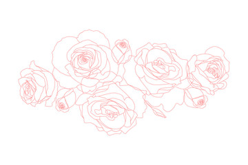Vector line art of roses. Pink isolated on white. T-shirt print design