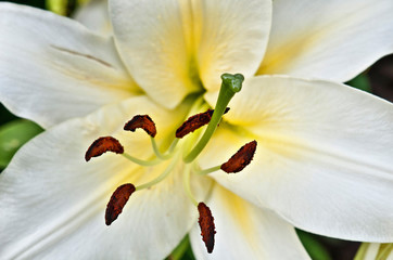 White Lily flower