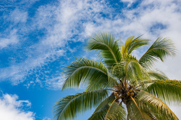 Fototapeta na wymiar Tropical palm tree and blue sky