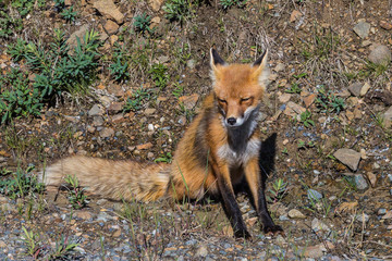 Red Fox, Denali National Park, Alaska, United States