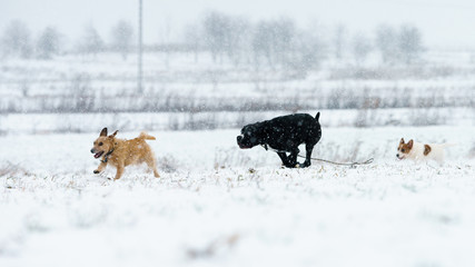 A pack of dogs jack russell terrier is chasing on a winter meadow. Everything in the snow.