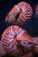 オウムガイ