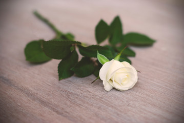Fototapeta na wymiar white rose on the table, cream rose, vignette