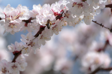 a bee collecting pollen on a branch of a blossoming apricot tree in spring in bright sunlight