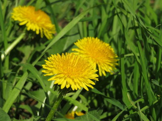 Spring flowers, blooming dandelion on green grass. Background for spring weather, meadow with wildflowers