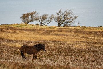 A wild Exmoor Pony, seen on Porlock Hill in Somerset, England, UK