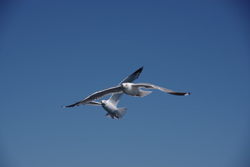 seagull in flight