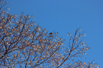 겨울나무가지와 잎