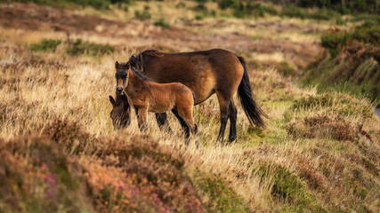 Wild Exmoor Ponies, seen on Porlock Hill in Somerset, England, UK