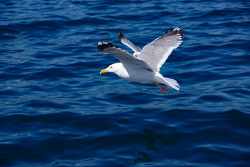 seagull in flight