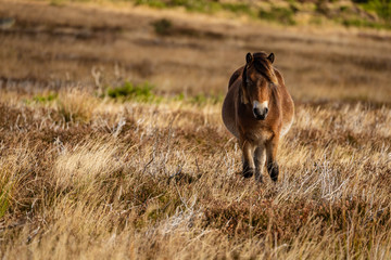 A wild Exmoor Pony, seen on Porlock Hill in Somerset, England, UK